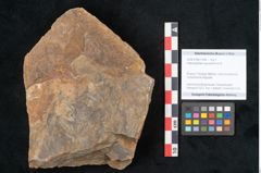 Foto (Objekt + Etikett) von Asterophyllites equisetiformis Br. (NHMW-GEO-2024-0188-11004)